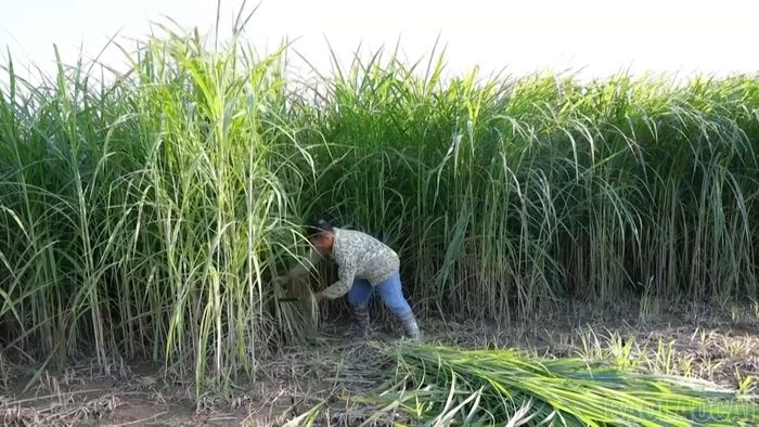 Anh Ca chủ động nguồn thức ăn phục vụ chăn nuôi đại gia súc.