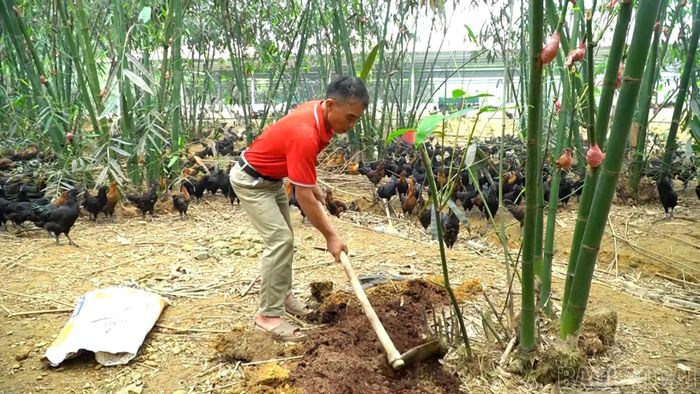 Phân gà sau khi xử lý được ông Phán tận dụng bón cho cây tre măng Bát độ.