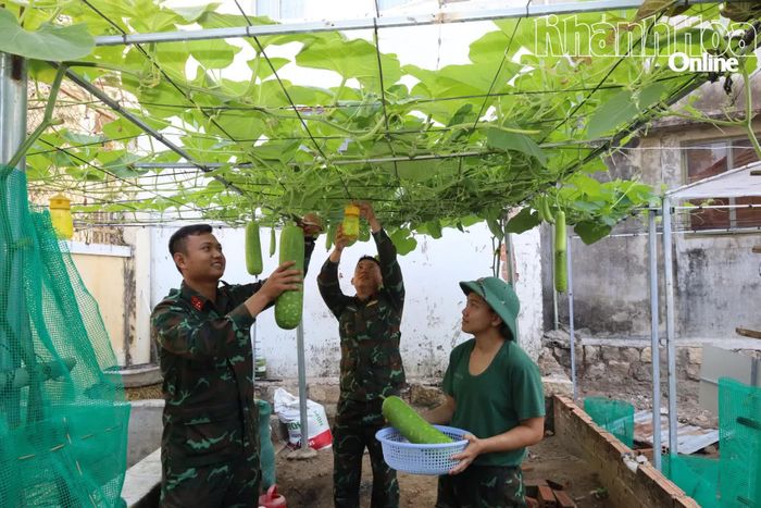 Cán bộ, chiến sĩ thu hoạch bầu để cải thiện bữa ăn cho bộ đội.