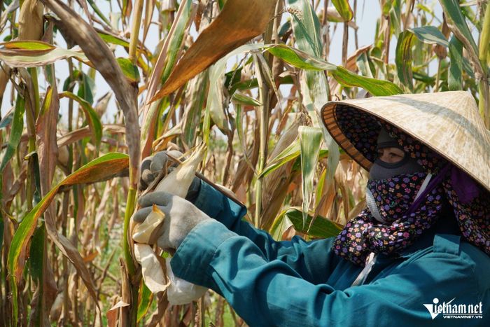Bà Bùi Thị Dung xót xa trước diện tích ngô chưa đến độ thu hoạch bị khô do nắng nóng, hạt lép.