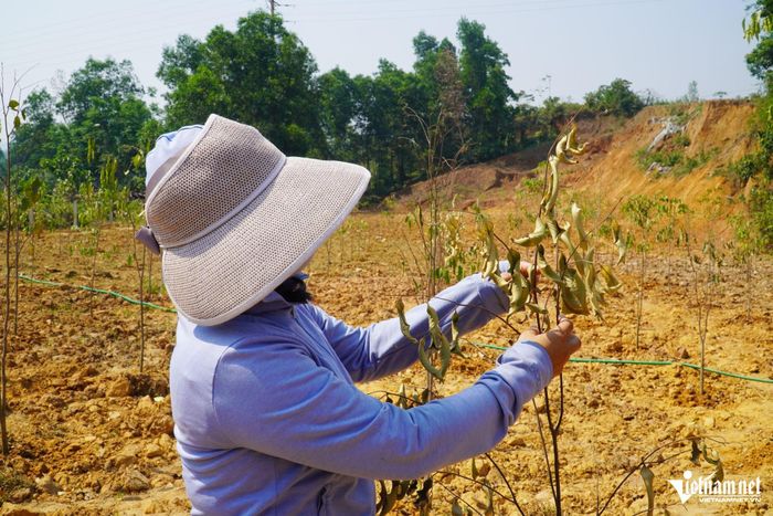 Cây dó trầm khô héo giữa thời tiết khắc nghiệt.