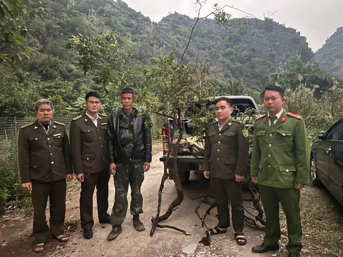  Lực lượng kiểm lâm phối hợp với Công an phường Hoa Lư xử lý đối tượng khai thác cây muội hồng. Ảnh: Sở Nông nghiệp và Môi trường Ninh Bình.