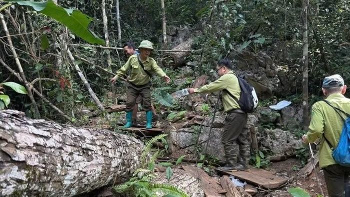 Hạt Kiểm lâm số 2 tăng cường tuần tra bảo vệ rừng tự nhiên. (Ảnh: TUẤN SƠN)