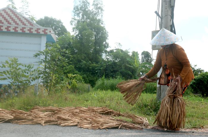  Người dân tận dụng thời tiết nắng nóng phơi lục bình 