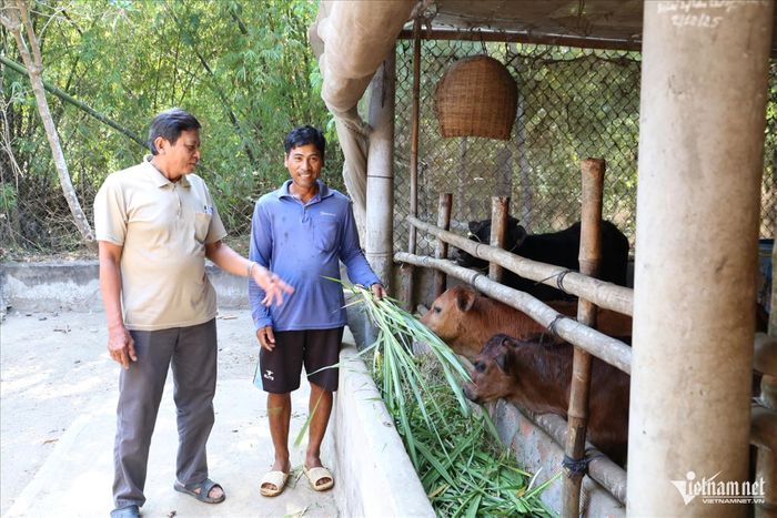 Kinh tế của gia đình ông Thạch Sa Na ngày càng phát triển nhờ mô hình nuôi bò sinh sản