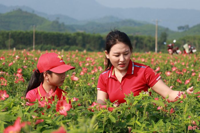 Cô giáo Trần Thị Loan (người trong ảnh)- Trường Tiểu học Hương Vĩnh chia sẻ: “Các em quan sát cây, hoa, cánh đồng rất kĩ để viết bài thu hoạch và viết các bài văn tả cây cối, phong cảnh rất hay. Đặc biệt, nhiều em còn sử dụng các từ ngữ rất đa dạng mà nếu không trải nghiệm sẽ không viết được như vậy”.