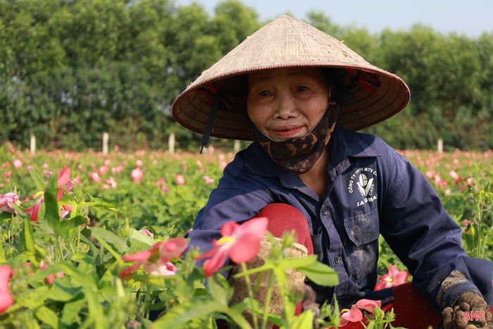  Thực hiện chủ trương chuyển đổi cơ cấu cây trồng, đầu năm 2026, xã Hương Xuân đưa vào trồng hơn 5,5 ha sâm Bố Chính. Theo tính toán, mỗi ha mang lại lợi nhuận từ 150-200 triệu đồng/ha, cao hơn nhiều lần so với các cây trồng khác. Hiện nay, cây đã ra hoa rộ, thể hiện sự thích nghi của cây trồng mới và mang lại niềm vui bước đầu cho bà con nông dân. Trong ảnh: Bà Ngô Thị Tính, thôn Vĩnh Phú, xã Hương Xuân đang chăm sóc ruộng sâm của gia đình. 