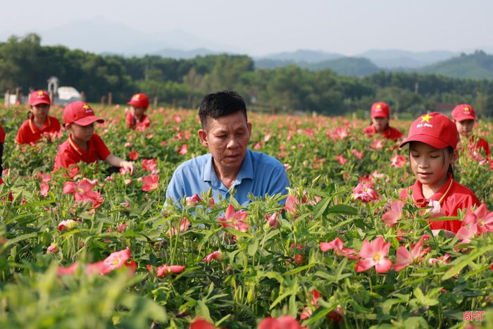 Nhiều tiết học ngoại khóa của Trường Tiểu học Hương Vĩnh (xã Hương Xuân), thay vì tìm hiểu vẻ đẹp của các loại cây, của thiên nhiên trên sách báo, tivi thì nay cô, trò đã đến với cánh đồng sâm Bố Chính ngay trên địa bàn xã. Vẻ đẹp của cánh đồng hoa đã thu hút sự thích thú khám phá của các em học sinh.