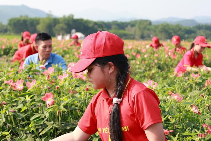 Với các em học sinh, đây không chỉ là một buổi học ngoài trời mà còn là dịp để quan sát trực tiếp một loại cây dược liệu ngay tại địa phương. Từ những điều nhìn thấy, sờ thấy, bài học về thiên nhiên trở nên gần gũi và dễ nhớ hơn, thay vì chỉ qua trang sách.