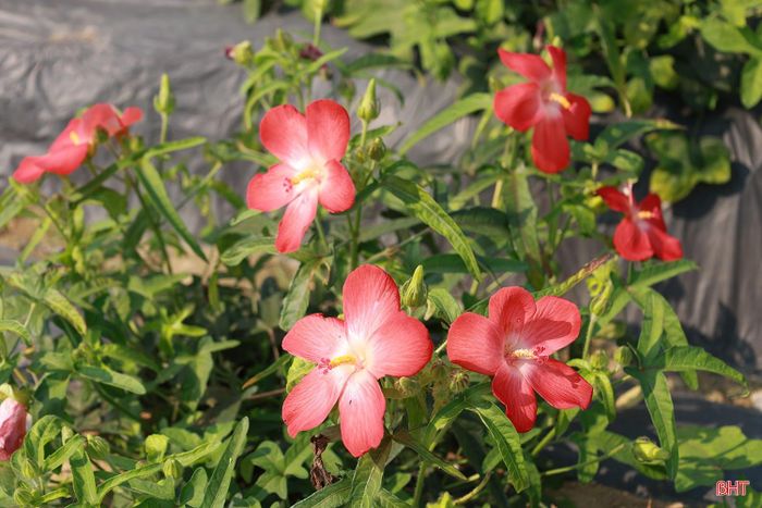 Sâm Bố Chính có tác dụng bổ khí, ích huyết, chỉ khát, bổ tỳ vị, giúp tiêu hóa, thêm sức mạnh. Trong y học cổ truyền Việt Nam và Trung Quốc, rễ củ của cây sâm được sử dụng làm thuốc điều trị ho, lao, táo bón, suy nhược thần kinh, áp xe, đau lưng, nhức đầu, đau dạ dày... Vì thế, loại cây trồng này đang được một số địa phương liên kết với doanh nghiệp trồng nhằm gia tăng thu nhập cho bà con nông dân.