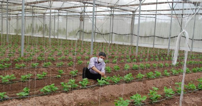 Nhiều mô hình canh tác công nghệ cao, ứng dụng tuần hoàn đã cho thấy hiệu quả nâng lên rõ rệt về cả kinh tế lẫn giá trị thương hiệu.