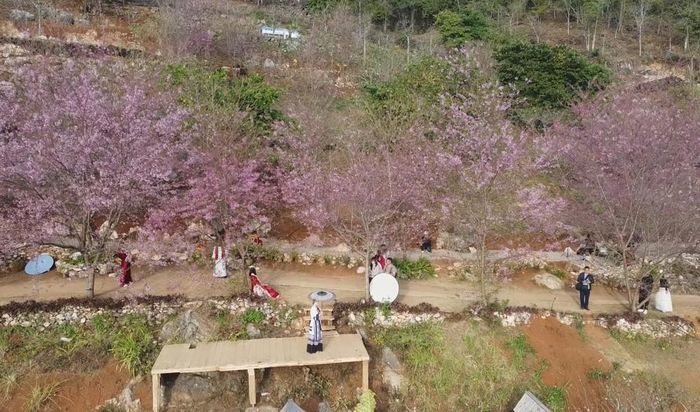 Du khách tham quan, chụp ảnh bên hoa anh đào ở cao nguyên Mộc Châu, tỉnh Sơn La. Ảnh: TTXVN phát