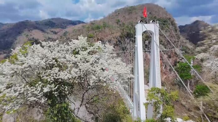 Hoa mận nở trắng tinh khôi trên cao nguyên Mộc Châu, tỉnh Sơn La. Ảnh: TTXVN phát