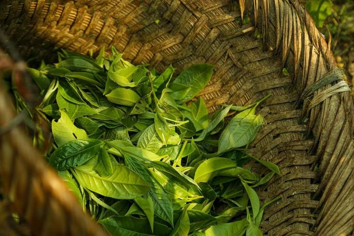Những búp chè tươi sau khi hái được bảo quản ngay trong lù cở (gùi tre) để đảm bảo độ thoáng khí, tránh làm dập nát búp chè trước khi đưa vào công đoạn sao tẩm. Đây là bước quan trọng đầu tiên để giữ trọn vẹn lớp "tuyết" trắng đặc trưng trên cánh chè thành phẩm. Ảnh: Quỳnh Anh/ TTXVN phát