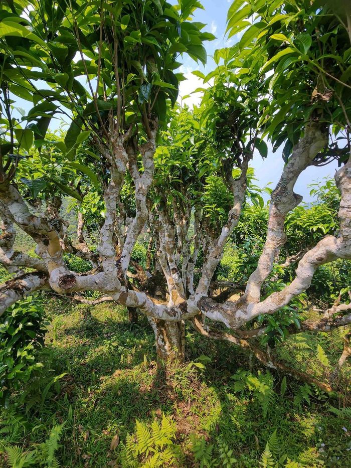 Những cây chè Shan Tuyết cổ thụ tại Suối Giàng (Văn Chấn, Yên Bái) có kích thước lớn, thân to phải từ một đến hai người ôm, tuổi đời các chè này lên hàng trăm năm. Ảnh: Quỳnh Anh/TTXVN phát