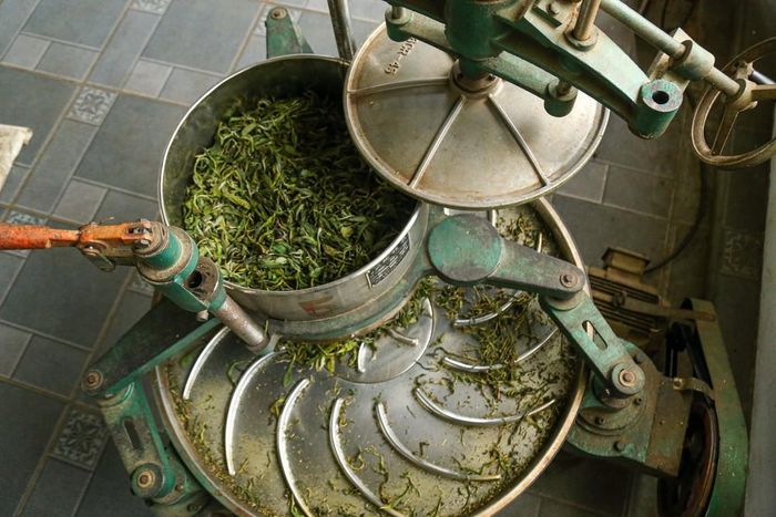 Công đoạn vò trà bằng máy giúp búp chè Shan Tuyết định hình tốt hơn. Những đường gân trên bàn vò giải phóng tinh dầu, tạo nên hương vị đậm đà và đặc trưng của trà vùng cao. Ảnh: Quỳnh Anh/ TTXVN phát