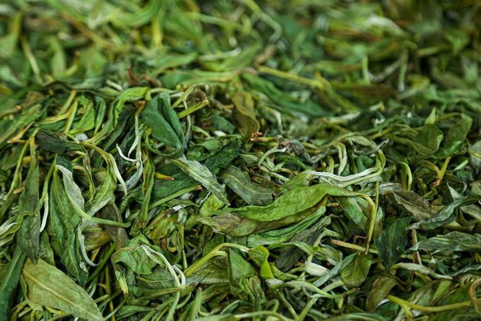 Những lá trà xoăn lại sau khi vò, vẫn giữ được sắc xanh tự nhiên. Đây là tiền đề quan trọng trước khi bước vào công đoạn sấy khô cuối cùng để tạo nên đặc sản trà Shan Tuyết nổi danh. Ảnh: Quỳnh Anh/ TTXVN phát