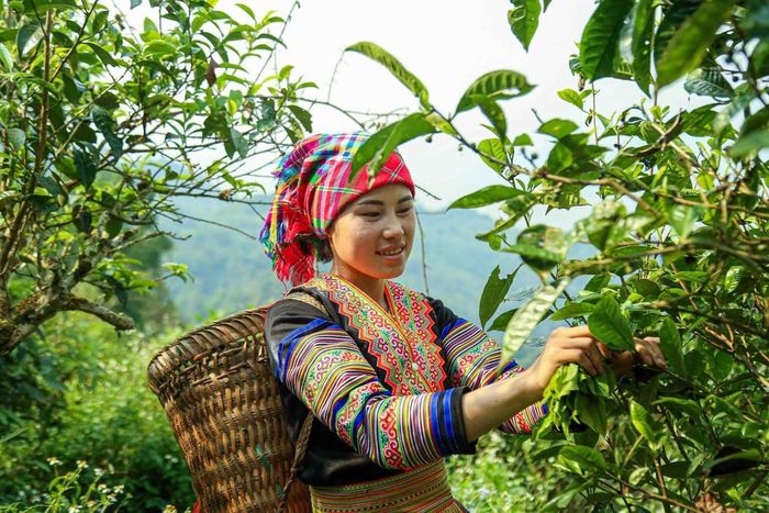 Đôi bàn tay thoăn thoắt lựa chọn những búp chè non, mỗi búp chè không chỉ mang hương vị núi rừng mà còn gửi gắm hy vọng về cuộc sống ổn định của người dân nơi đây. Ảnh: Quỳnh Anh/TTXVN phát