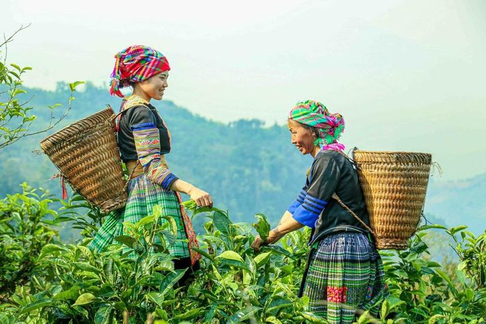 Phụ nữ Mông lên nương thu hái chè Shan Tuyết, bắt đầu một ngày lao động quen thuộc trên các triền chè cổ thụ. Ảnh: Quỳnh Anh/ TTXVN phát