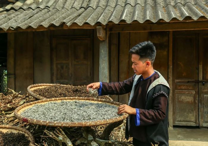 Việc phơi nắng tự nhiên giúp cánh trà khô từ từ, giữ được màu sắc nguyên bản và đặc biệt là bảo toàn lớp lông tơ trắng muốt như tuyết phủ trên búp trà – nét đặc trưng quý giá nhất của đặc sản Suối Giàng. Ảnh: Quỳnh Anh/TTXVN phát