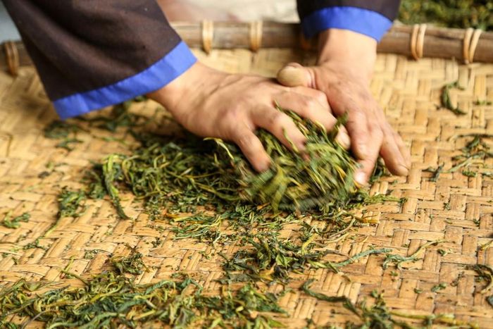 Trước khi máy móc được đưa vào, người dân Suối Giàng chế biến chè Shan Tuyết bằng phương pháp vò thủ công, kỹ thuật đòi hỏi sự khéo léo và kinh nghiệm của người làm chè. Ảnh: Quỳnh Anh/ TTXVN phát
