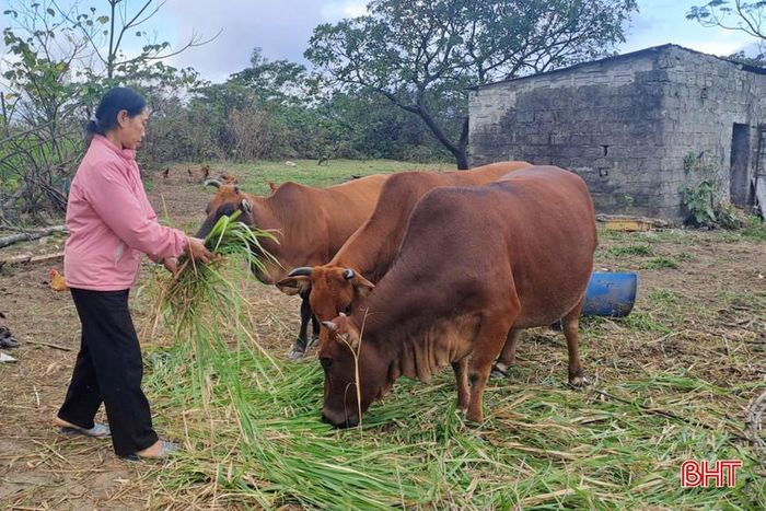Nhờ mạnh dạn vay vốn đầu tư mô hình chăn nuôi bò, đến nay gia đình chị Hoa đã có cuộc sống ổn định.