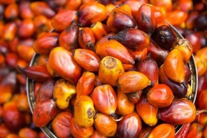 Xuất khẩu dầu cọ của Malaysia phục hồi mạnh mẽ giúp giải tỏa áp lực tồn kho.