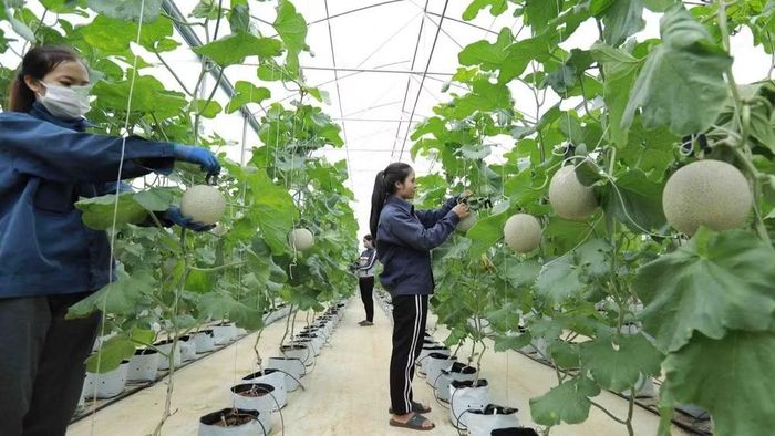 Nhiều hợp tác xã ứng dụng công nghệ mới trong sản xuất, gia tăng năng suất và hiệu quả hoạt động. (Ảnh: BÁO NHÂN DÂN)