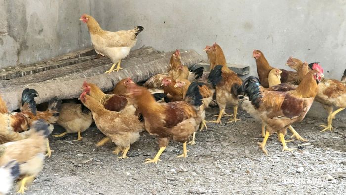 Đàn gà râu thương phẩm của hộ gia đình anh Lương Xuân Thúy, tại thôn Cái Chiên.
