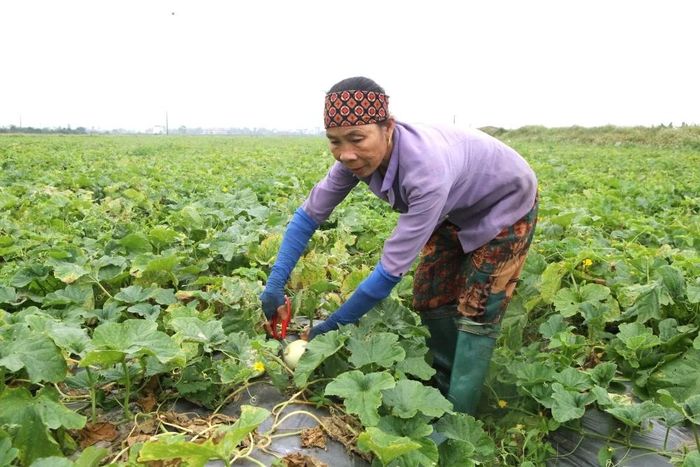 Dự kiến cây dưa lê sẽ thu hoạch trong 2 tháng với sản lượng ước 20-25 tấn/ha .