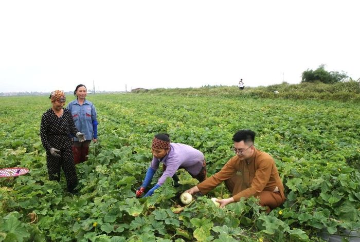 Cây dưa lê hợp với đồng đất địa phương nên cho quả to, ngọt.
