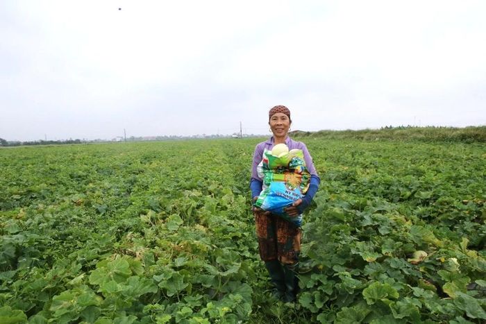 Người lao động thu hoạch dưa lê.