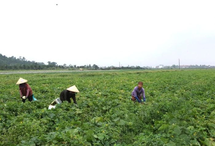 Người lao động thu hoạch dưa lê.