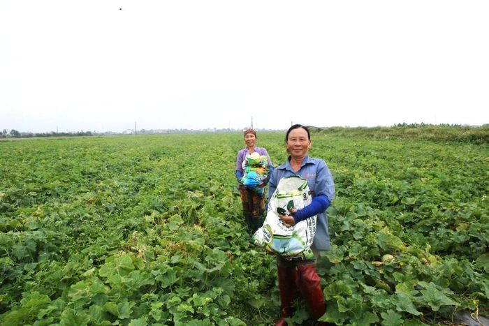 Thu hoạch dưa lê tại HTX Nông nghiệp công nghệ cao Global Group, phường Ngọc Sơn.