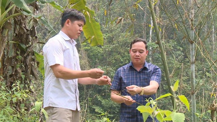 Ông Hà Văn Tựng, Trưởng phòng Kinh tế xã Tam Lư (người bên phải) đang kiểm tra diện tích vầu khuy tại bản Tình.