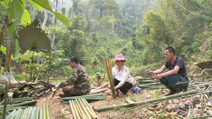 Bà con bản Hậu, xã Tam Lư đang cùng nhau thu nhặt những cây vầu còn tươi để làm nan đem bán.