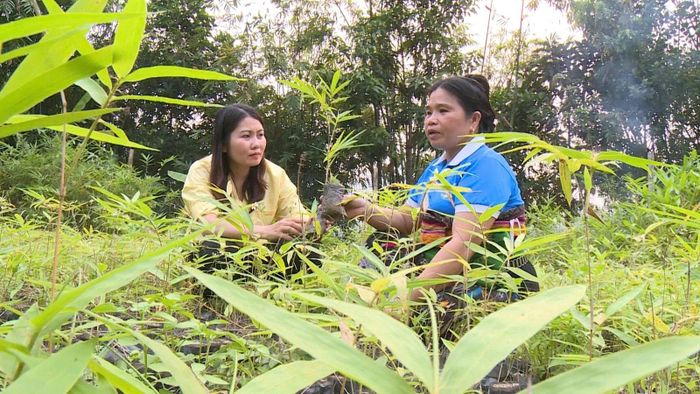 Chị Lữ Thị Khai - bản Phe, xã Tam Thanh giới thiệu về vườn ươm của mình.