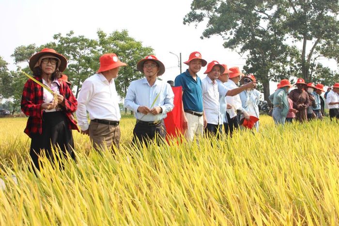 Ông Ngô Văn Sinh (thứ 5 từ trái qua) bên cánh đồng lớn canh tác lúa hiệu quả của HTX Dịch vụ, sản xuất & kinh doanh tổng hợp Hòa Tiến 1. Ảnh: QUANG VIỆT