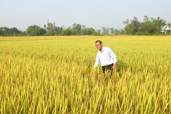 Ông Ung Nho Lũy bên ruộng lúa Khang Dân đột biến sắp thu hoạch. Ảnh: QUANG VIỆT