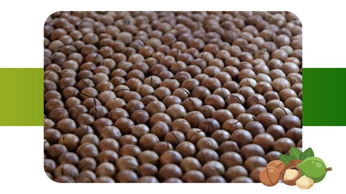 Sản phẩm mắc ca Lâm Đồng được thị trường đánh giá cao về chất lượng