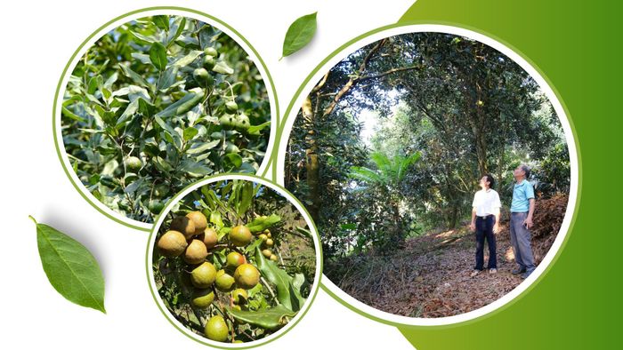 Ngoài phương thức trồng xen, nhiều hộ nông dân lựa chọn trồng thuần mắc ca