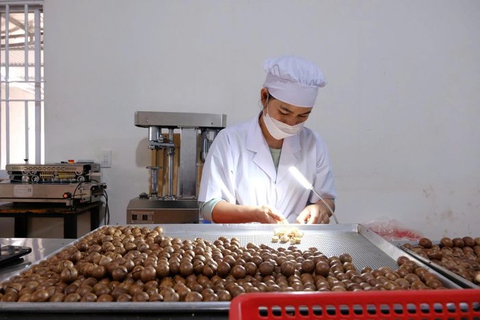 Tỉnh Lâm Đồng đang dần hình thành ngành hàng hoàn chỉnh từ sản xuất giống, vùng nguyên liệu đến chế biến sâu và xuất khẩu
