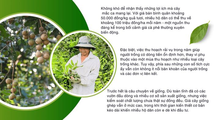 Với giá bán bình quân mắc ca khoảng 50.000 đồng/kg quả tươi, nhiều hộ dân có thể thu về khoảng 100 triệu đồng/ha mỗi năm