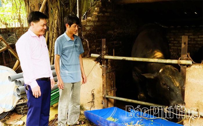 Hộ ông Trần Hạ Hòa (bên phải) sử dụng vốn vay tín dụng chính sách phát triển mô hình nuôi bò giống và bò sinh sản, nâng cao thu nhập.