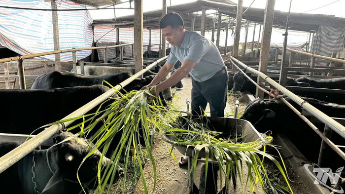 Tổng đàn gia súc (trâu, bò) trên địa bàn tỉnh đạt khoảng 125.000 con, tiếp tục phát triển theo hướng hàng hóa gắn với nâng cao chất lượng, hiệu quả.