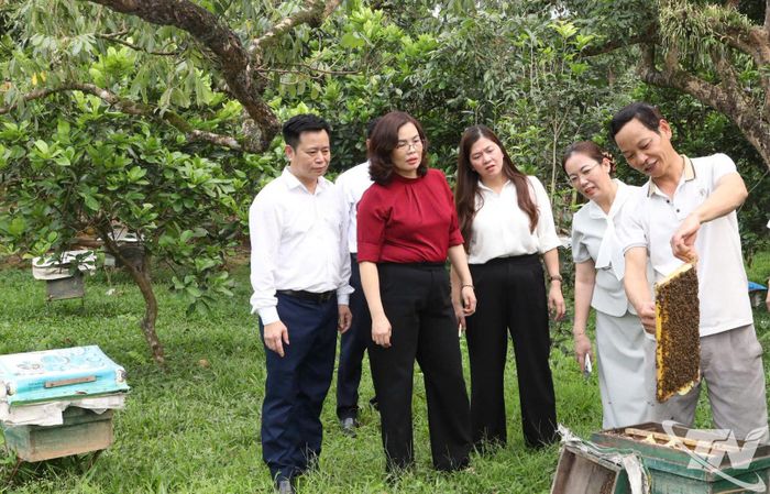 Đồng chí Trần Thị Lộc và Đoàn giám sát thăm mô hình trồng cây ăn quả, nuôi ong lấy mật tại tổ dân phố Khe Đù.