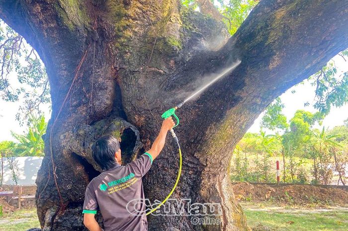  Phun xịt nước bằng vòi áp lực mạnh để rửa cây xoài.