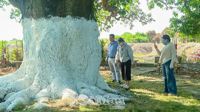  Thân cây xoài được quét vôi bảo vệ.