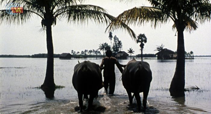 Đoàn phim huy động tới 300 con trâu để quay. 