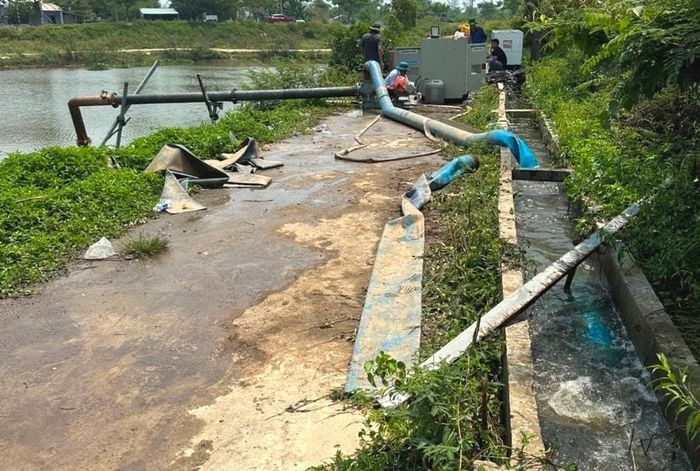UBND phường Điện Bàn Đông huy động máy bơm để cứu diện tích lúa đang trổ chín bị thiếu nước tưới nhiều ngày do sông Vĩnh Điện nhiễm mặn nặng. Ảnh: HOÀNG HIỆP
